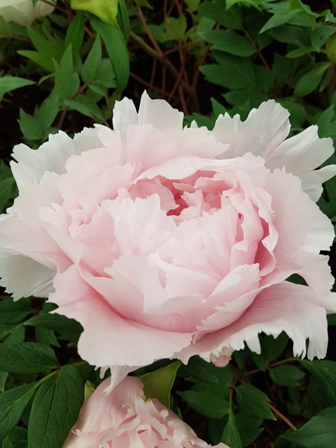 Pink Peony web pic by Charis White.com for Rachel Head Humanist Wedding celebrant website